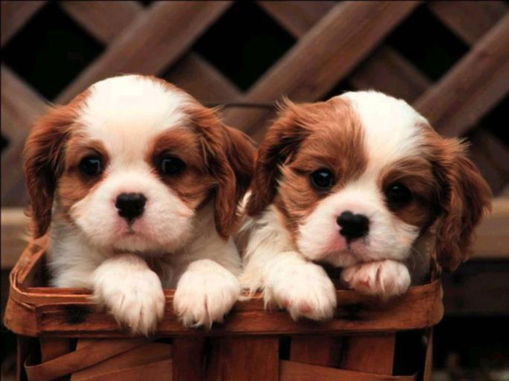 cute-puppies-puppies-and-more-31104113-1024-768.jpg