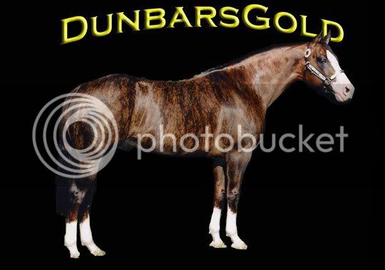 DunBarsGoldBrindleQH.jpg