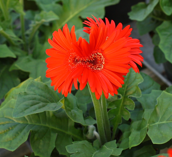 goofygerbera4.JPG