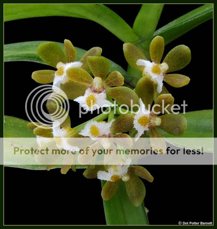 Gastrochilus_acutifolia-flowers_zps63a0770c.jpg