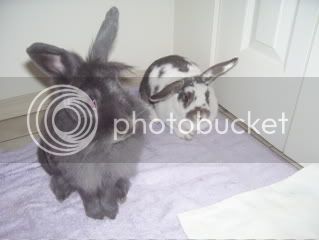 Bunnypictures-Leanne049.jpg