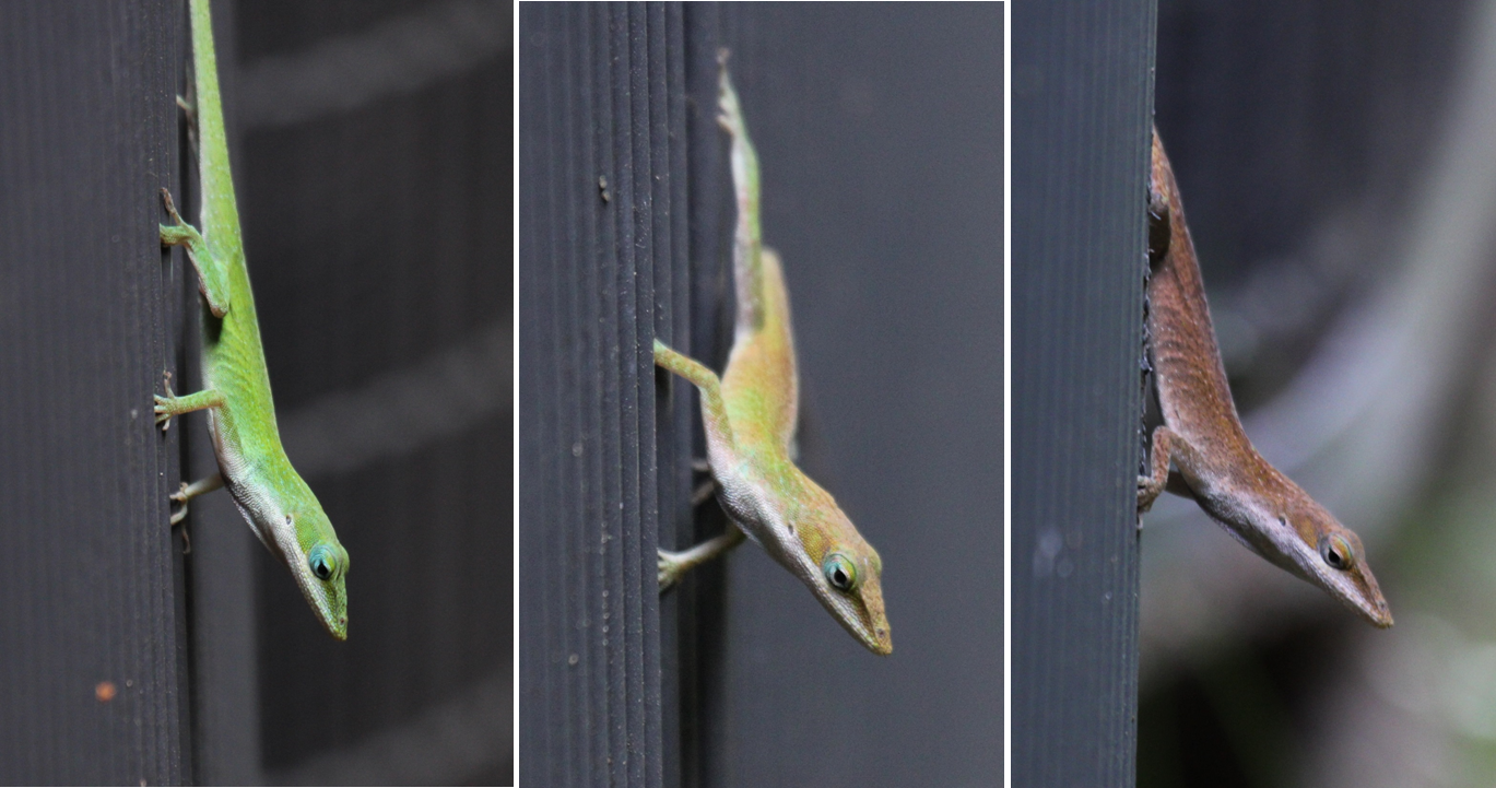 Anolis_carolinensis_color_change.png