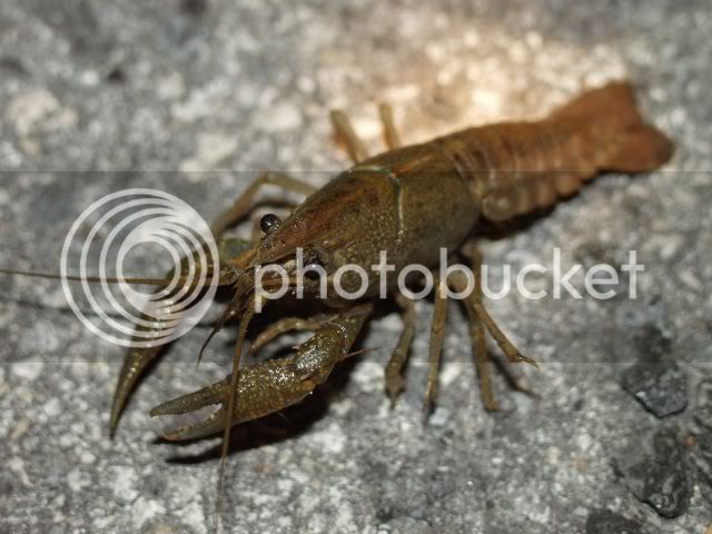 pond_crayfish2.jpg