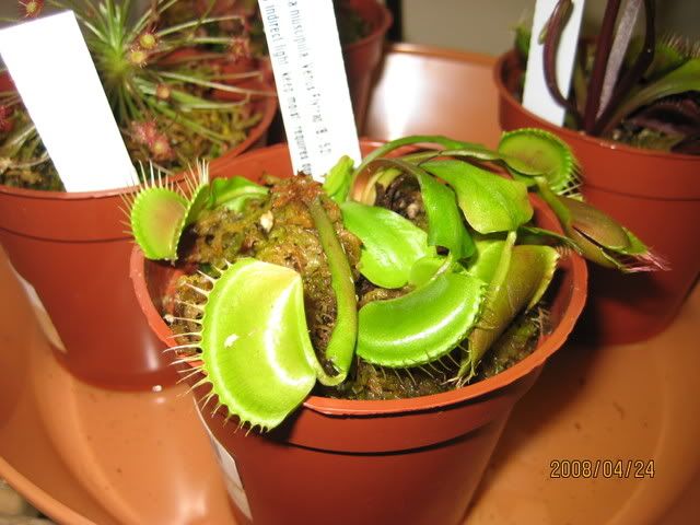 Venus_Flytrap_B52.jpg