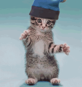 cat-kitten-with-silly-hat-dancing-a.gif