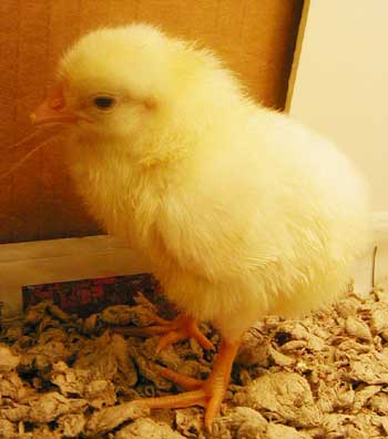 chick1.jpg