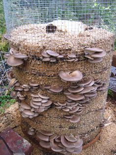 f006f02978bc668d076215d5077e8b92--mushroom-cultivation-mushroom-recipe.jpg