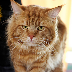 main-coon-cat-staring-21244014.jpg