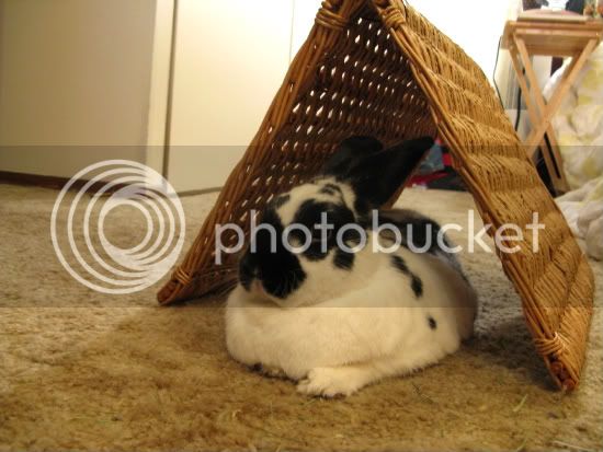 Augustbunnies008.jpg