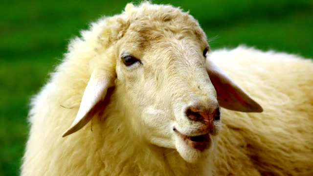 close-up-sheep-face-video-id451936441