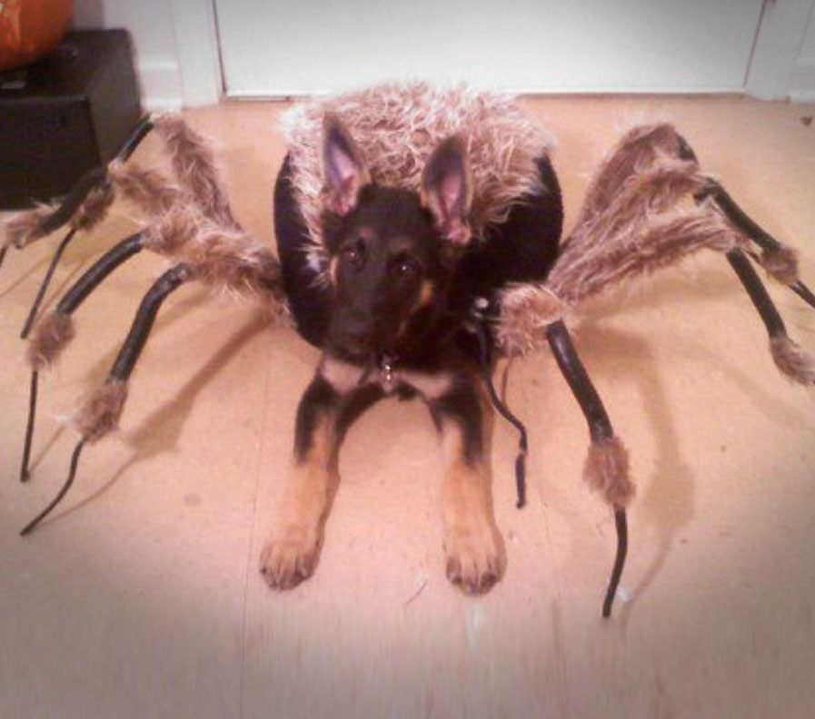tarantula-spider-dog-costume-0.jpg
