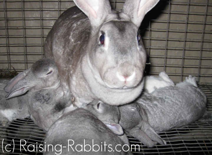 Raising-Baby-Rabbits-30dayoldKitsNursing.jpg