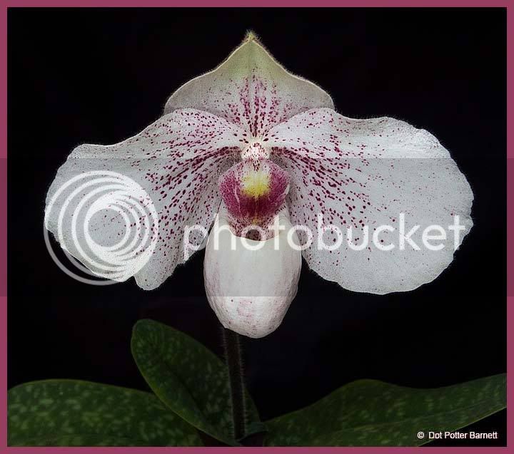 Paph_Uneme.jpg