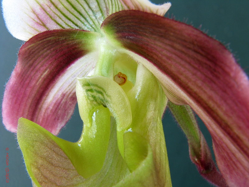 paph_violascens_2.jpg