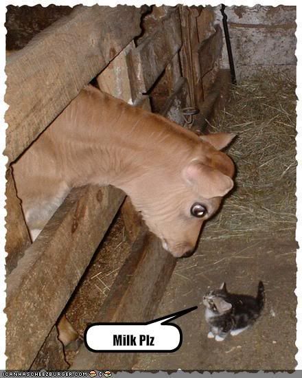 funny-pictures-kitten-asks-cow-for-.jpg