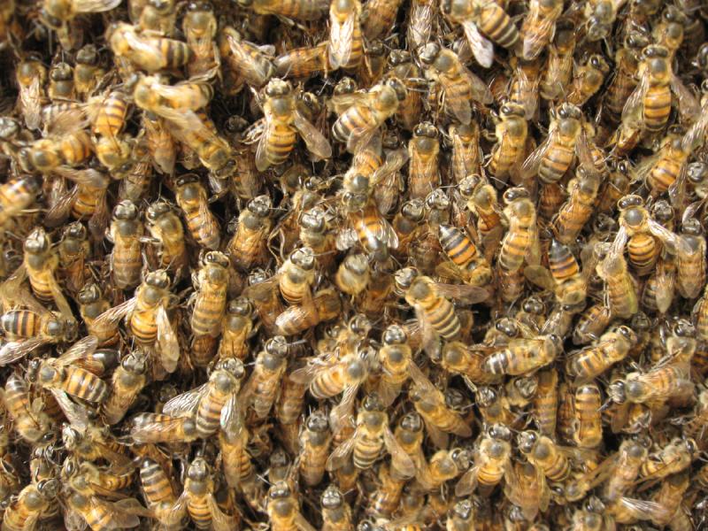 swarm_of_bees_at_honeycomb1.jpg