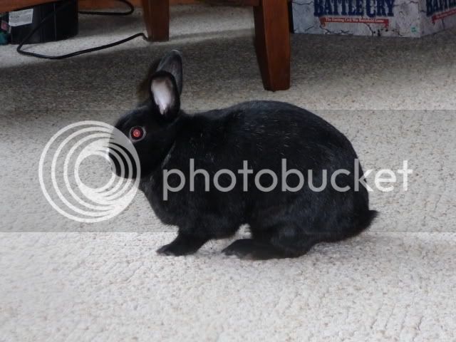 rabbits081.jpg