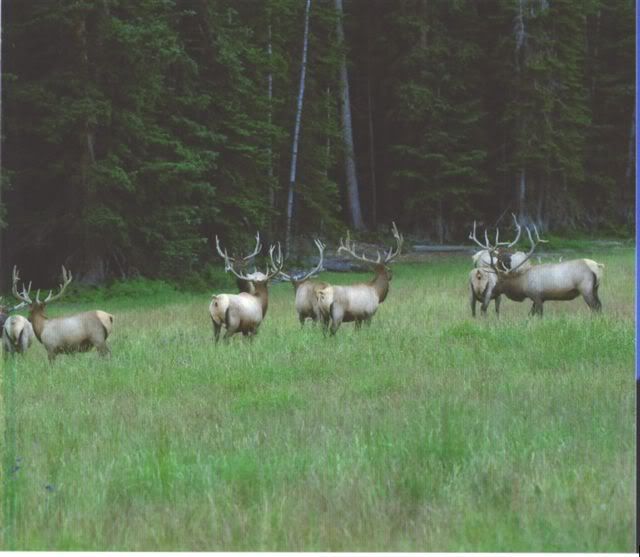 Elk4.jpg