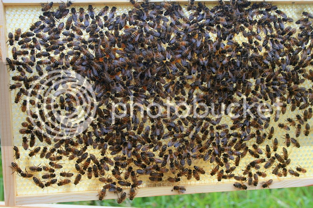 bees%20hanging%20basket%20001_zpsdtzfybi9.jpg