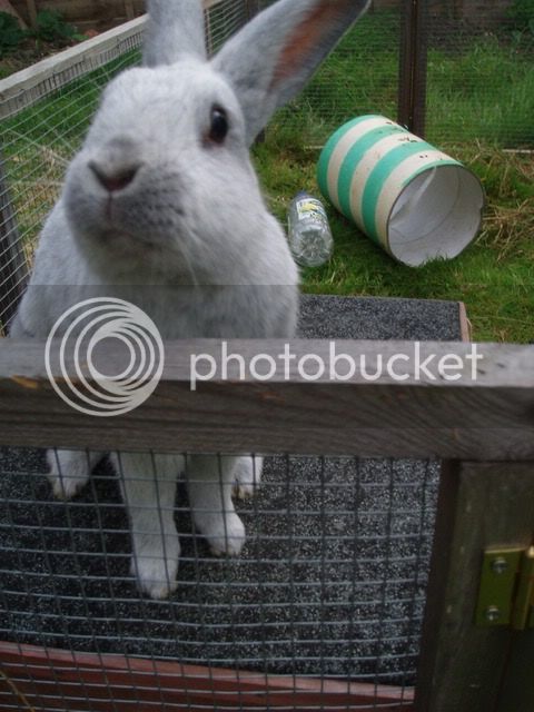 bunnies051.jpg