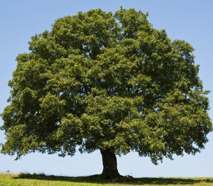 oak-tree-full-425x425-425x372.jpg