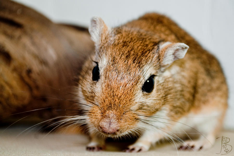 Gerbils___Moosey_the_Loner_by_BozMurphy.jpg