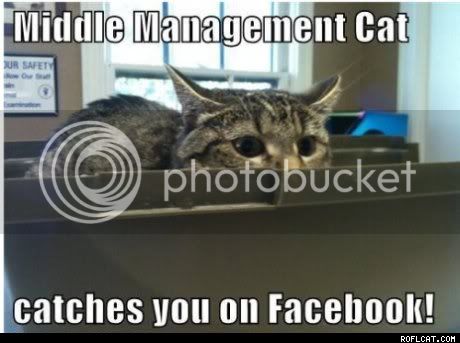 thumb_Middle_Management_Cat_Catches_You_On_Facebook.jpg