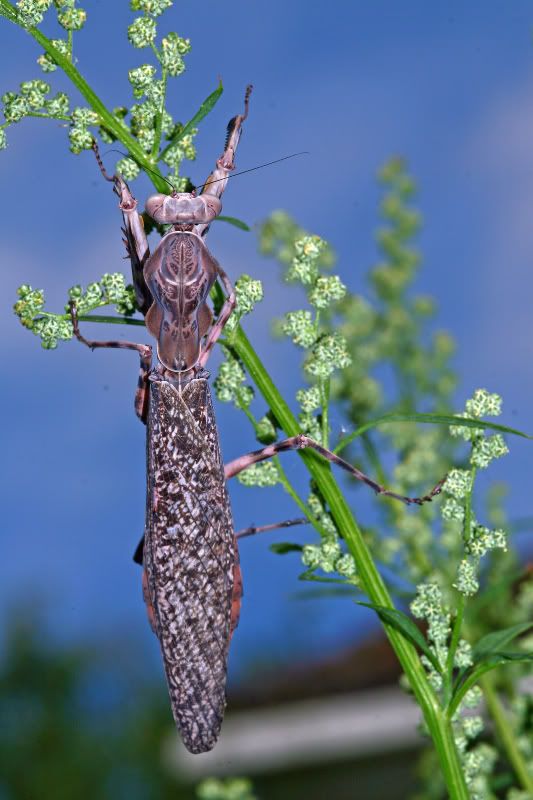 Pmedioconstricta.jpg