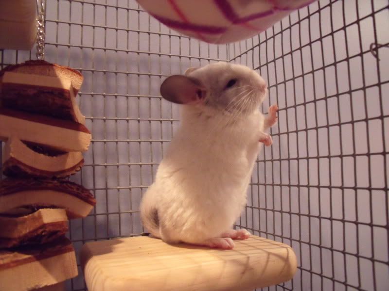 Chinchillas048.jpg