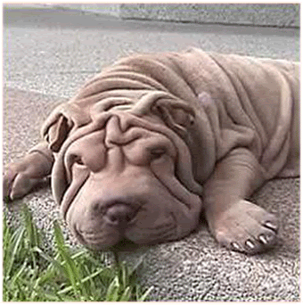 sharpei.gif