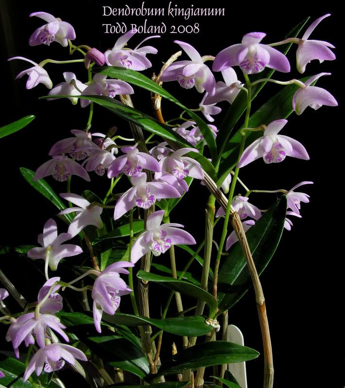 Dendrobiumkingianum33copy.jpg