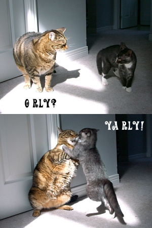 O-RLY-YA-RLY-cat-cats-kitten-kitty-pic-picture-funny-lolcat-cute-fun-lovely-photo-images.jpg