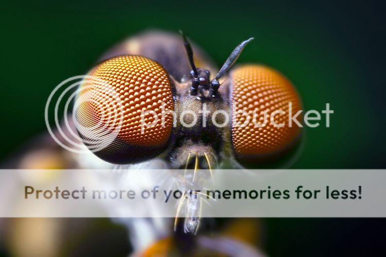 Opo_Terser_-_Compound_Eyes_of_a_Robber_Fly_-_Holcocephala_fusca_by.jpg