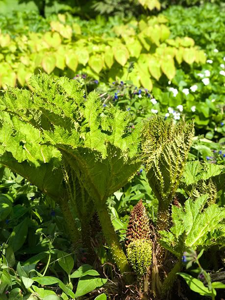 Gunnera_modifi-web.jpg