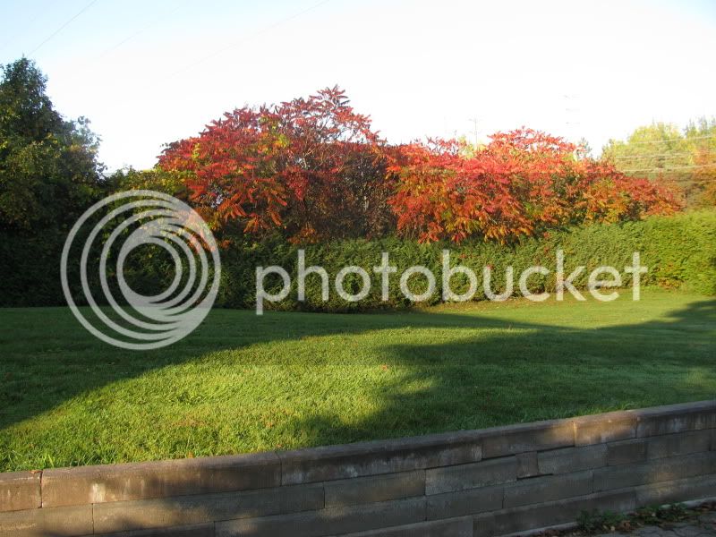 FALLLEAVES-OCT10-2011004.jpg