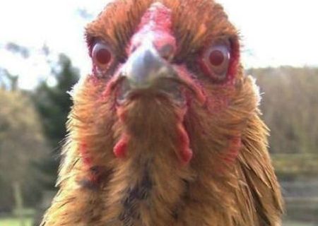 scary-chicken_c_450131.jpg