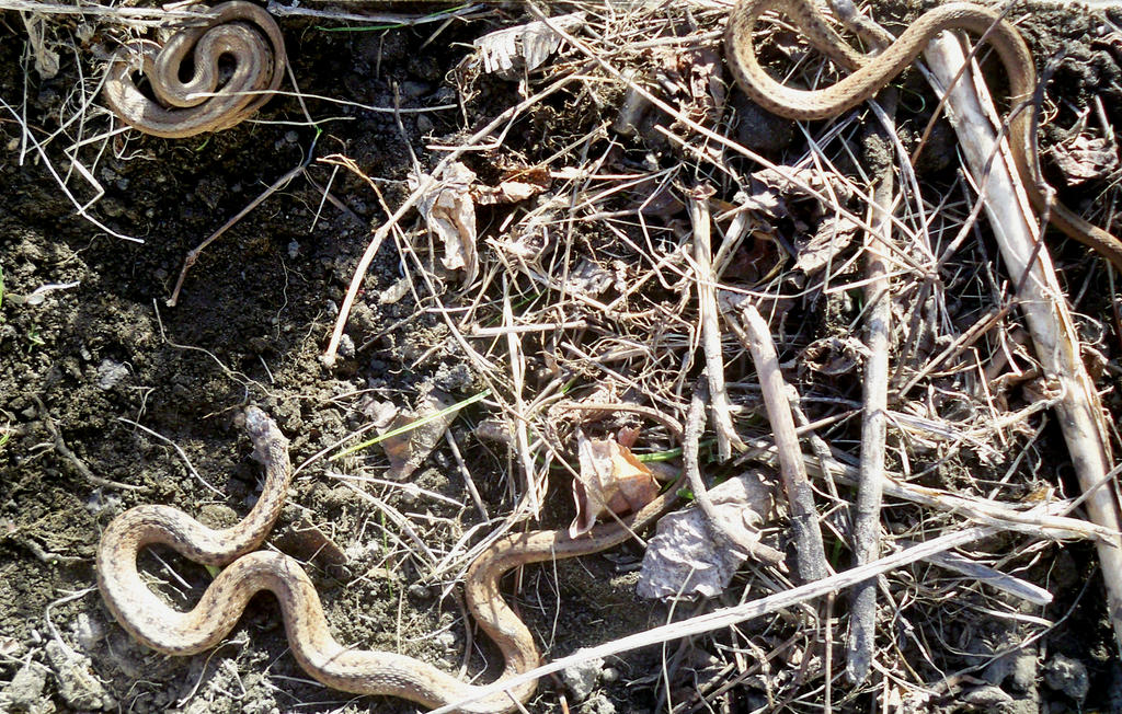 three_northern_brown_snakes_by_alexandersmantids-d6235ie.jpg