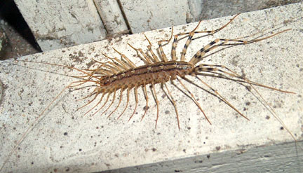 house_centipede_brian.jpg