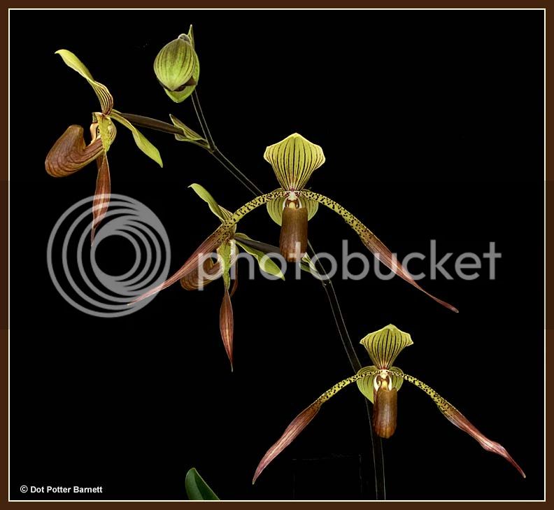 Paph_Julius-2.jpg