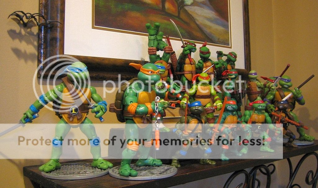 TurtleDisplay3_zps5deea2e6.jpg