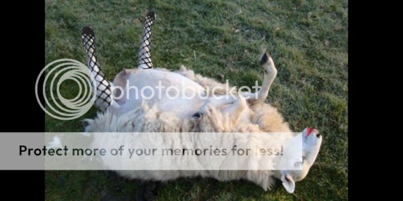 three-men-convicted-for-operating-sheep-brothel-in-wales.jpg