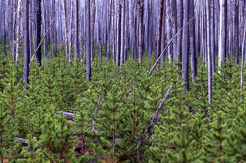 800px-Lodgepole_pine_Yellowstone_1998_near_firehole.jpg