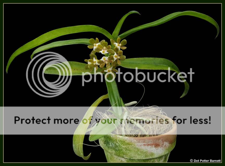 Gastrochilus_acutifolia-plant_zps2ec985d5.jpg