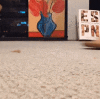 Flip Flop Cat GIF