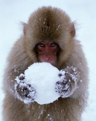 monkey_and_snowball.jpg