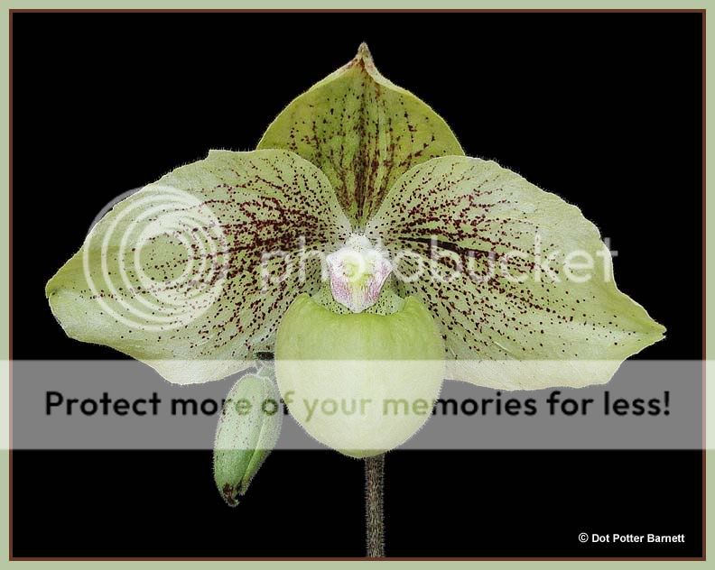 Paph_MintChocolate09.jpg