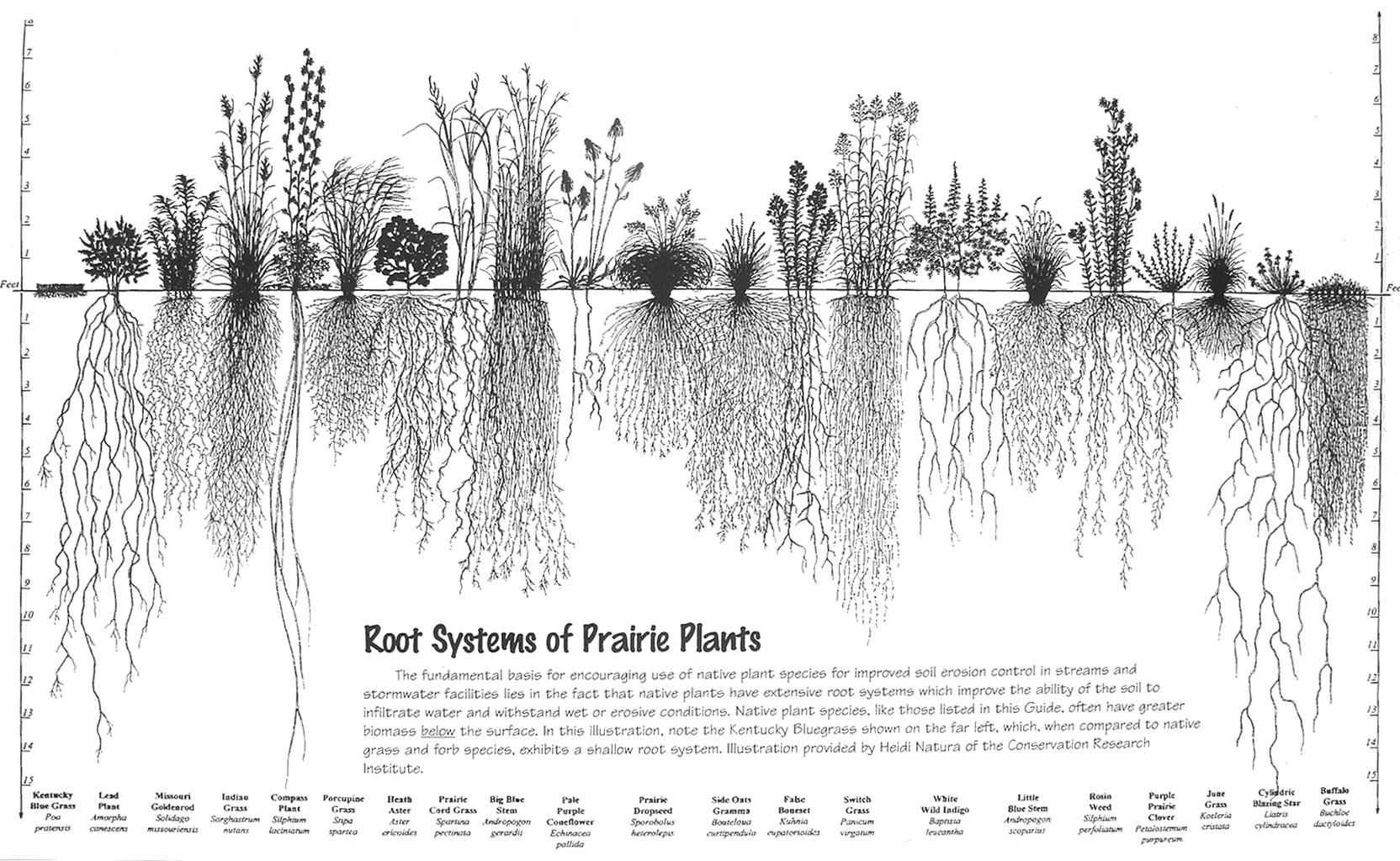 prairie-root-systems_large.jpg