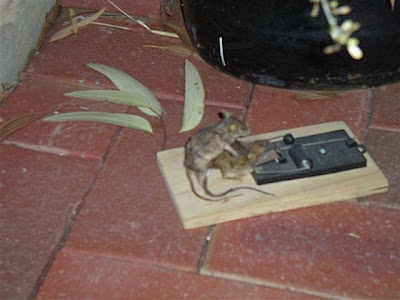 worse-and-worse-mouse-death-sex_big.jpg