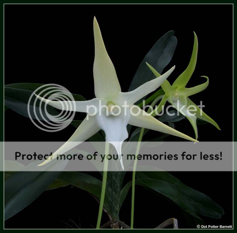 Angraecum_sesquipedale-Flowers_zps54d7b554.jpg