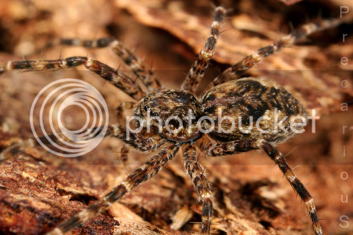 Spider_9673-sm.jpg